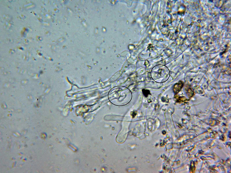 Hydnoide amarilla para determinar.